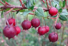 گواوای شیلی